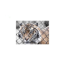 تابلو شاسی ونسونی طرح Tiger In Cage سایز 50x70 سانتی متر