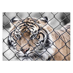 تابلو شاسی ونسونی طرح Tiger In Cage سایز 50x70 سانتی متر