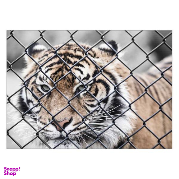 تابلو شاسی ونسونی طرح Tiger In Cage سایز 50x70 سانتی متر