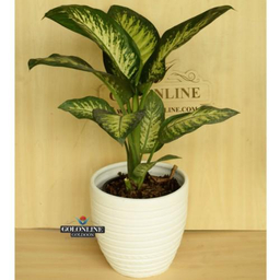 گلدان دیفن باخیا گل آنلاین (Gol Online)