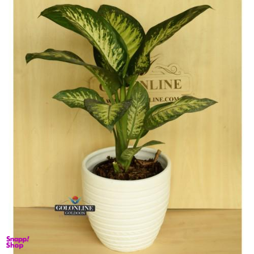 گلدان دیفن باخیا گل آنلاین (Gol Online)