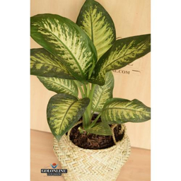 گلدان دیفن باخیا گل آنلاین (Gol Online)