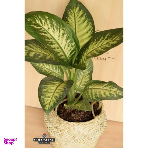 گلدان دیفن باخیا گل آنلاین (Gol Online)