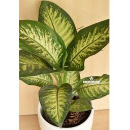 گلدان دیفن باخیا گل آنلاین (Gol Online)