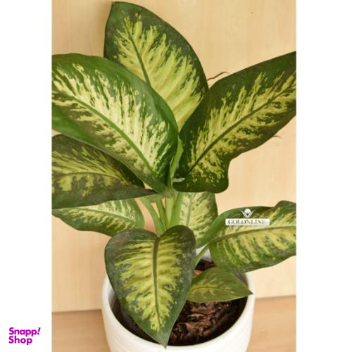 گلدان دیفن باخیا گل آنلاین (Gol Online)