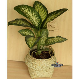 گلدان دیفن باخیا گل آنلاین (Gol Online)