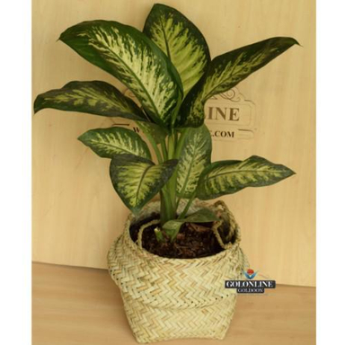 گلدان دیفن باخیا گل آنلاین (Gol Online)