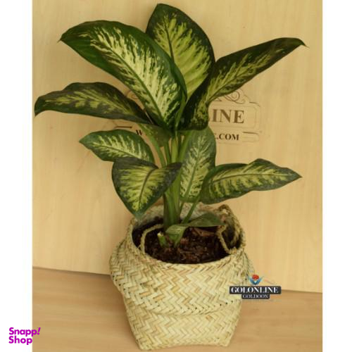 گلدان دیفن باخیا گل آنلاین (Gol Online)