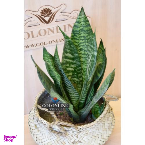 گلدان سانسوریا پاکوتاه گل آنلاین (Gol Online)