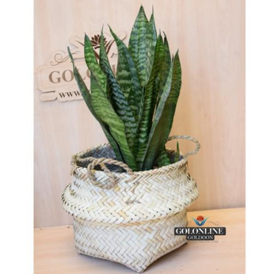 گلدان سانسوریا پاکوتاه گل آنلاین (Gol Online)