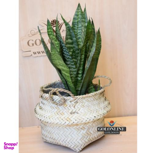 گلدان سانسوریا پاکوتاه گل آنلاین (Gol Online)