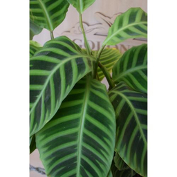 گلدان مارانتا گل آنلاین (Gol Online)