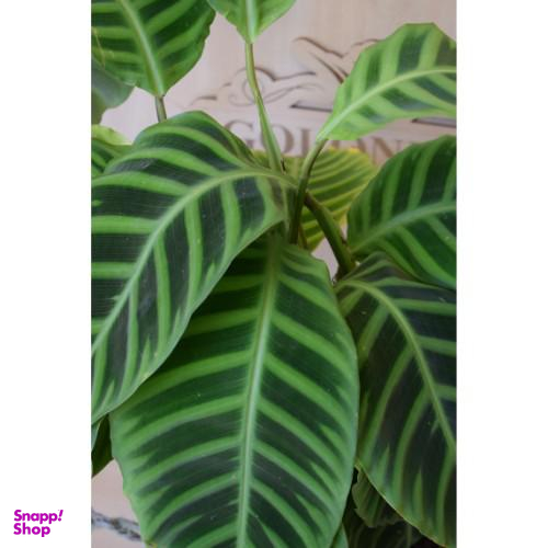 گلدان مارانتا گل آنلاین (Gol Online)