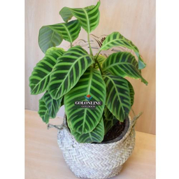 گلدان مارانتا گل آنلاین (Gol Online)