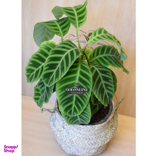 گلدان مارانتا گل آنلاین (Gol Online)