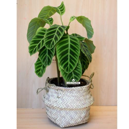 گلدان مارانتا گل آنلاین (Gol Online)