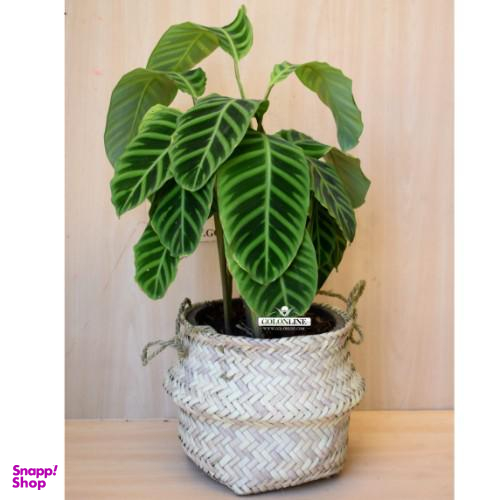 گلدان مارانتا گل آنلاین (Gol Online)