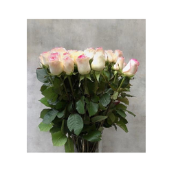 گل رز هلندی رنگ سفید صورتی دسته 20 شاخه‌ ای