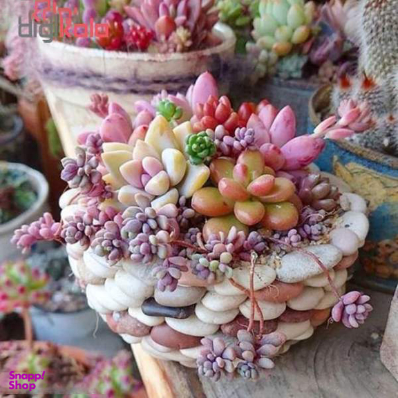 بذر ساکولنت میکس آذر سبزینه (Azar Sabzineh) مدل V42