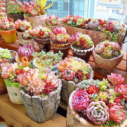 بذر ساکولنت میکس آذر سبزینه (Azar Sabzineh) مدل V42