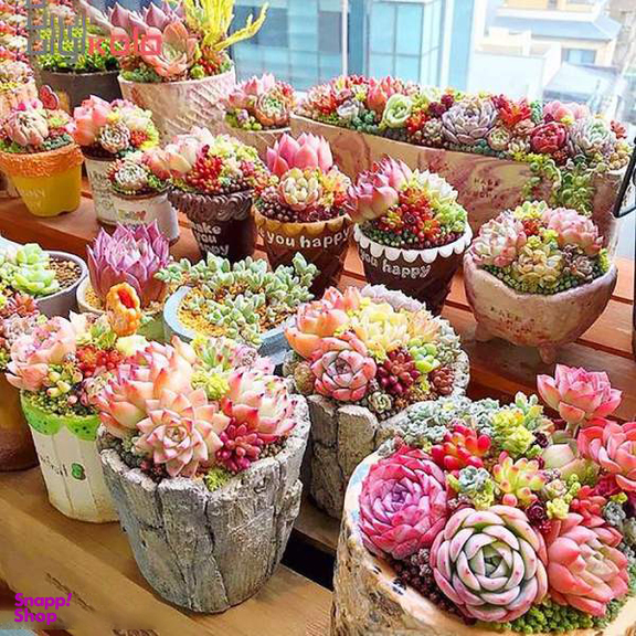 بذر ساکولنت میکس آذر سبزینه (Azar Sabzineh) مدل V42