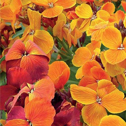 بذر گل شب بو زعفرانی بذر طلایی برتر (Bartar) کد Bzt-22