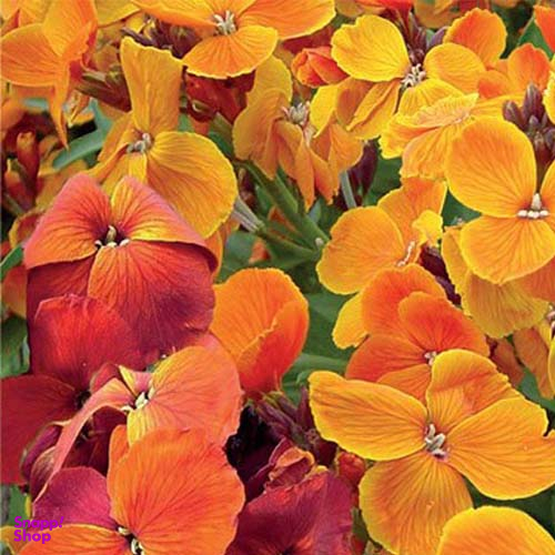 بذر گل شب بو زعفرانی بذر طلایی برتر (Bartar) کد Bzt-22