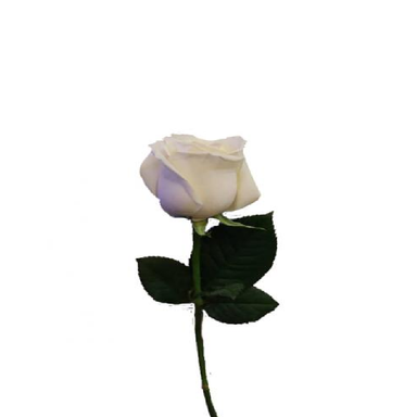 شاخه گل رز هلندی سفید