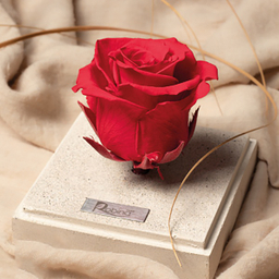 جعبه رز جاودان روبینا رز (Robina Rose) مدل تک گل پایه سنگی