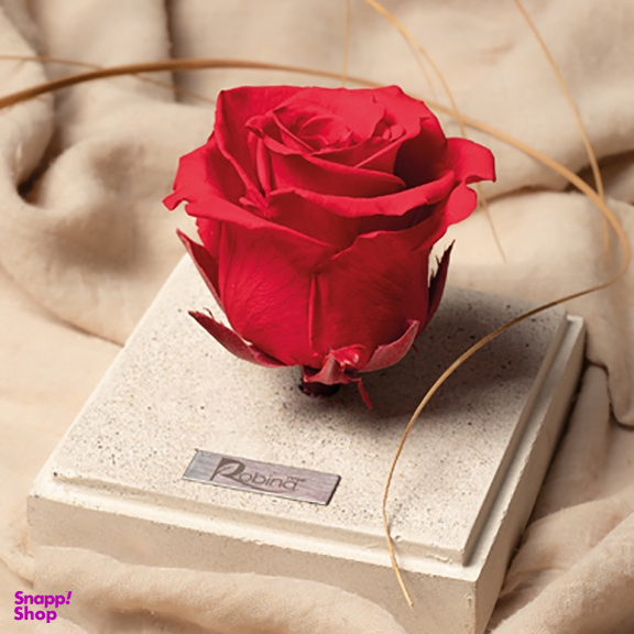 جعبه رز جاودان روبینا رز (Robina Rose) مدل تک گل پایه سنگی