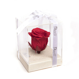 جعبه رز جاودان روبینا رز (Robina Rose) مدل تک گل پایه سنگی