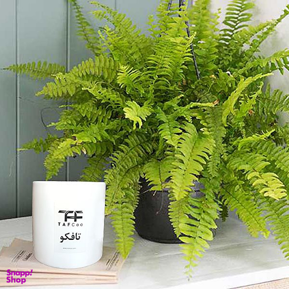 گیاه طبیعی سرخس تافکو کد 2037