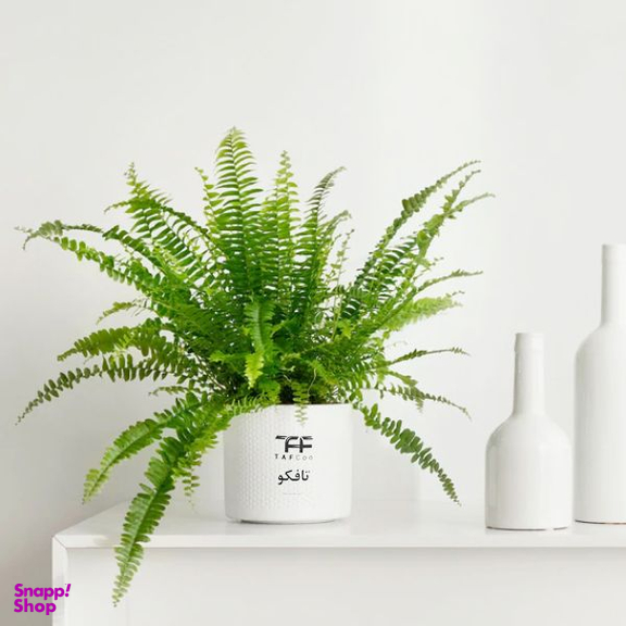 گیاه طبیعی سرخس تافکو کد 2037
