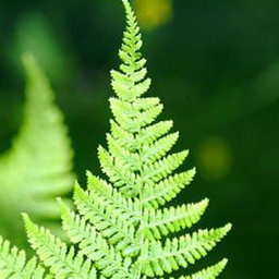گیاه طبیعی سرخس تافکو کد 2037