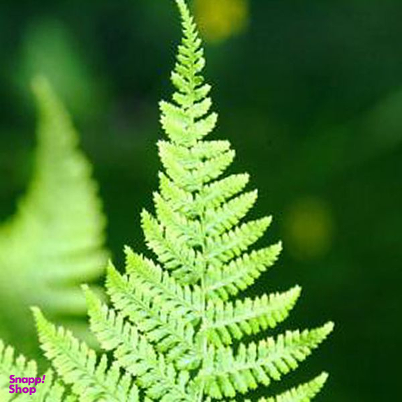 گیاه طبیعی سرخس تافکو کد 2037