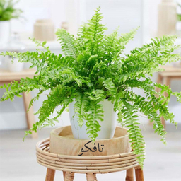 گیاه طبیعی سرخس تافکو کد 2037