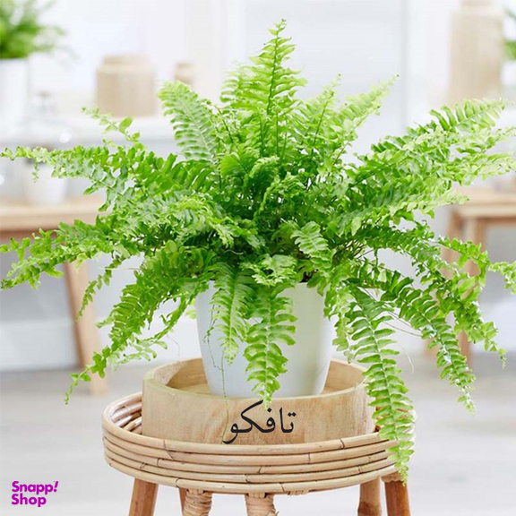 گیاه طبیعی سرخس تافکو کد 2037