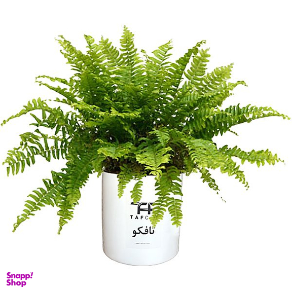 گیاه طبیعی سرخس تافکو کد 2037