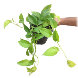 گیاه طبیعی پتوس نئون مدل 03