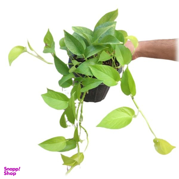 گیاه طبیعی پتوس نئون مدل 03
