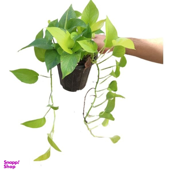 گیاه طبیعی پتوس نئون مدل 03