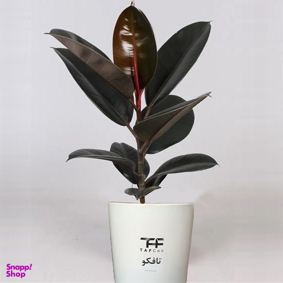گل طبیعی فیکوس بلک تافکو کد 1402