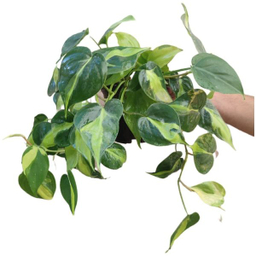 گیاه طبیعی اسکاندیس ابلق مدل 03