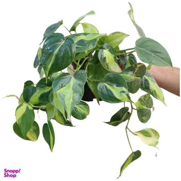 گیاه طبیعی اسکاندیس ابلق مدل 03