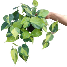 گیاه طبیعی اسکاندیس ابلق مدل 03