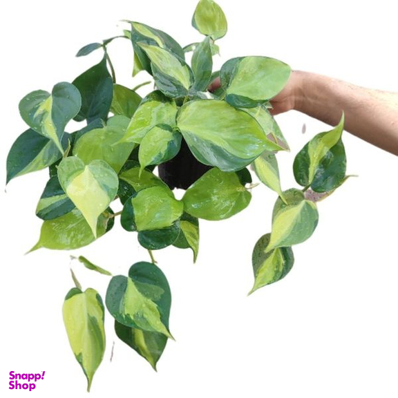 گیاه طبیعی اسکاندیس ابلق مدل 03