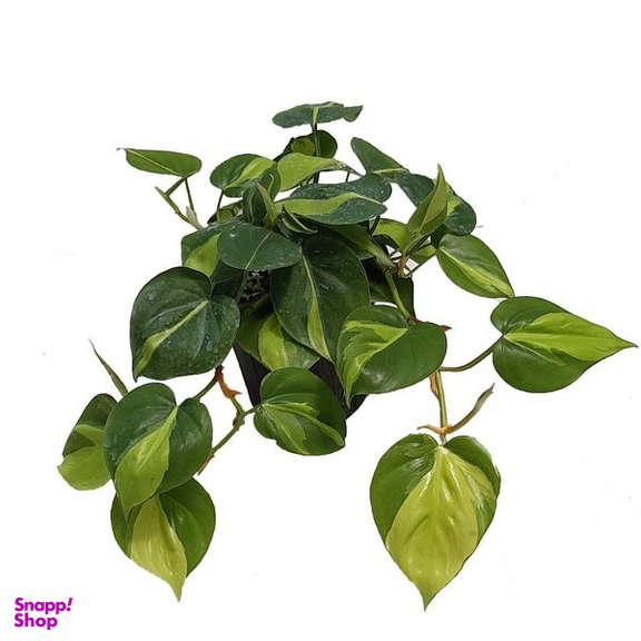 گیاه طبیعی اسکاندیس ابلق مدل 03