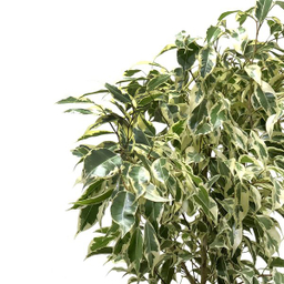 گیاه طبیعی بنجامین ابلق گلیتال مدل GTL109
