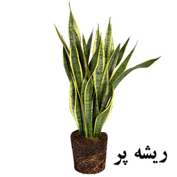 گل طبیعی سانسوریا ابلق تافکو کد 2022