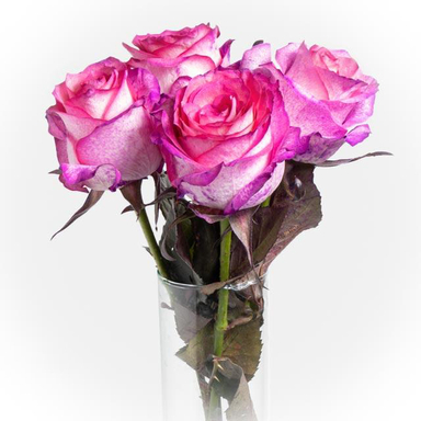 شاخه گل رز هلندی طبیعی رنگ صورتی